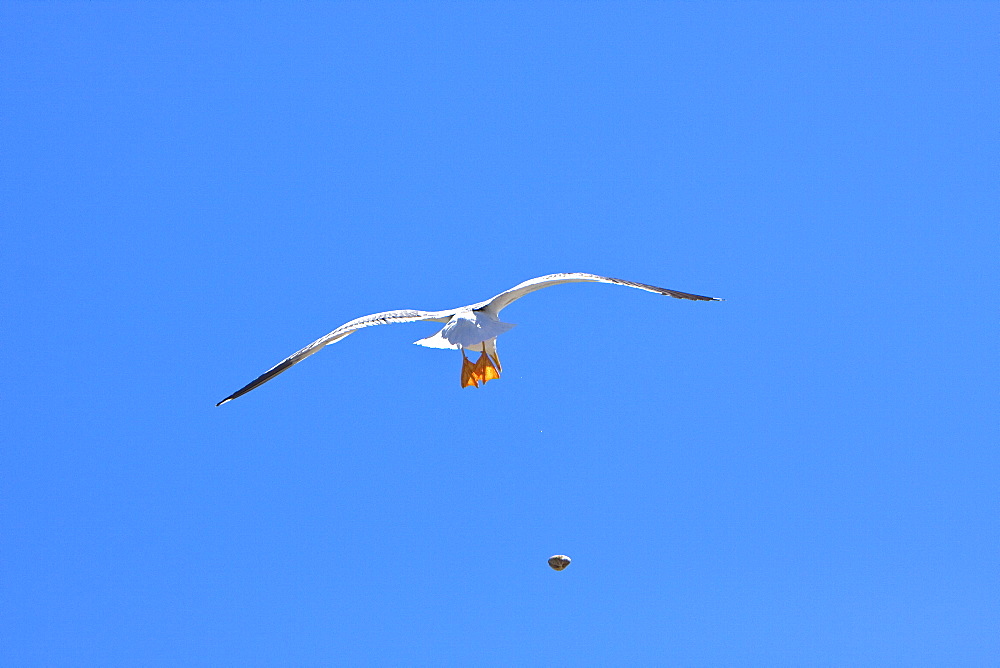 Yellow-footed Gull (Larus livens) eating clams at low tide in Puerto Don Juan in the Gulf of California (Sea of Cortez), Mexico