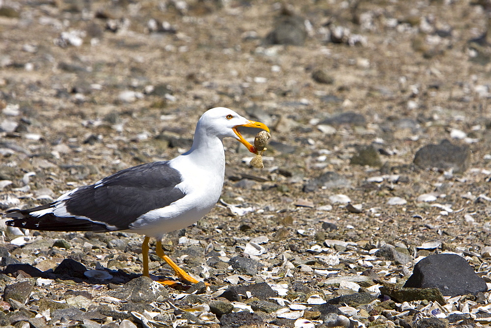 Yellow-footed Gull (Larus livens) eating clams at low tide in Puerto Don Juan in the Gulf of California (Sea of Cortez), Mexico