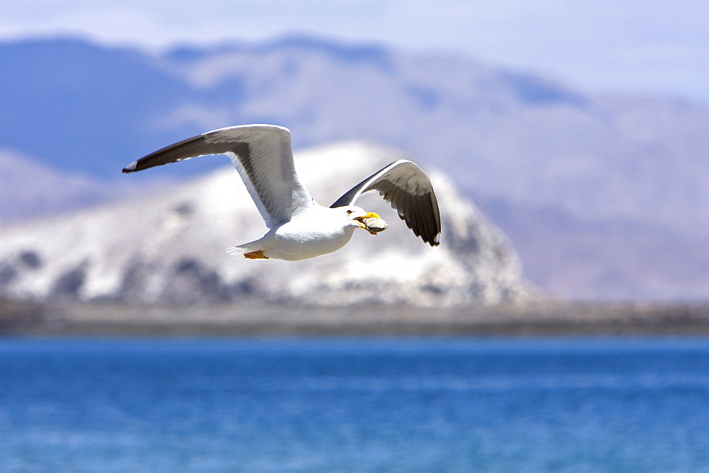 Yellow-footed Gull (Larus livens) eating clams at low tide in Puerto Don Juan in the Gulf of California (Sea of Cortez), Mexico