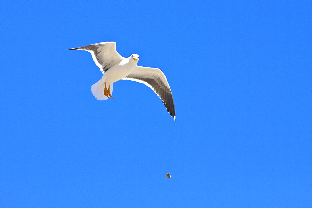 Yellow-footed Gull (Larus livens) eating clams at low tide in Puerto Don Juan in the Gulf of California (Sea of Cortez), Mexico