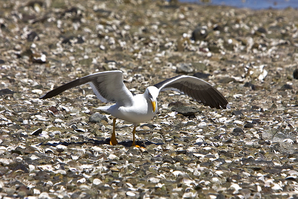 Yellow-footed Gull (Larus livens) eating clams at low tide in Puerto Don Juan in the Gulf of California (Sea of Cortez), Mexico