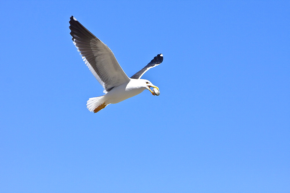 Yellow-footed Gull (Larus livens) eating clams at low tide in Puerto Don Juan in the Gulf of California (Sea of Cortez), Mexico