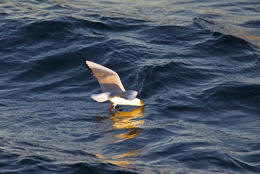 Adult Bonaparte's Gull (Larus philadelphia) feeding on the oceans surface at sunrise off Isla San Esteban in the middle Gulf of California (Sea of Cortez), Mexico. 