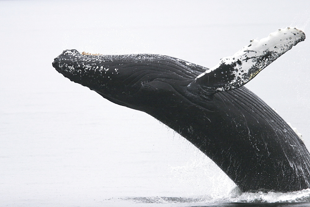 Adult humpback Whale (Megaptera novaeangliae) breaching near the Five Fingers Island Group in Southeast Alaska, USA. Pacific Ocean.