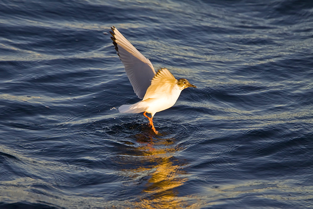 Adult Bonaparte's Gull (Larus philadelphia) feeding on the oceans surface at sunrise off Isla San Esteban in the middle Gulf of California (Sea of Cortez), Mexico. 