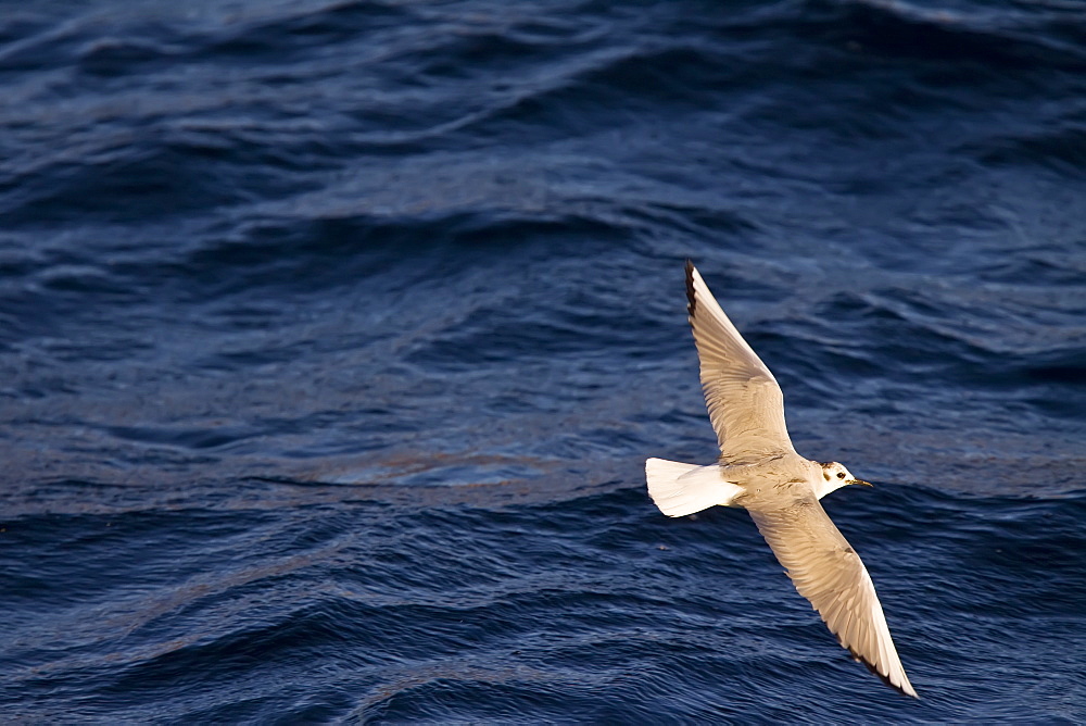 Adult Bonaparte's Gull (Larus philadelphia) feeding on the oceans surface at sunrise off Isla San Esteban in the middle Gulf of California (Sea of Cortez), Mexico. 