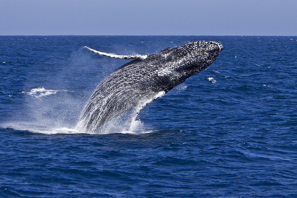 Humpback whale (Megaptera novaeangliae) breaching in the lower Gulf of California (Sea of Cortez), Baja California Sur, Mexico.