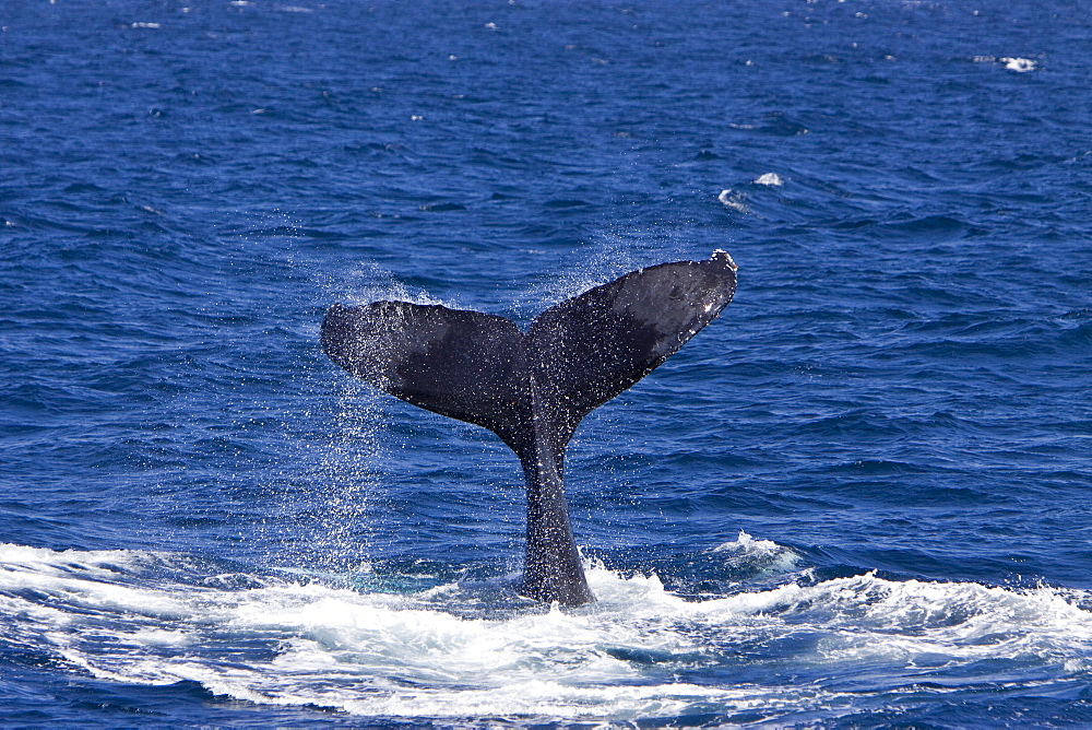 Humpback whale (Megaptera novaeangliae) tail-lobbing in the lower Gulf of California (Sea of Cortez), Baja California Sur, Mexico.