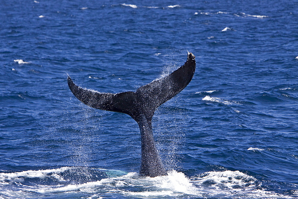 Humpback whale (Megaptera novaeangliae) tail-lobbing in the lower Gulf of California (Sea of Cortez), Baja California Sur, Mexico.