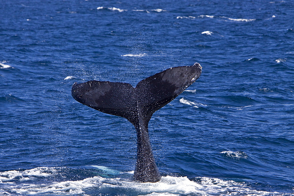 Humpback whale (Megaptera novaeangliae) tail-lobbing in the lower Gulf of California (Sea of Cortez), Baja California Sur, Mexico.