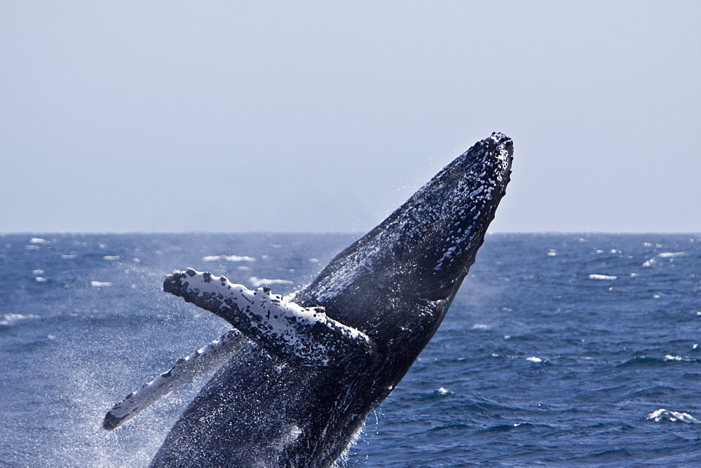 Humpback whale (Megaptera novaeangliae) breaching in the lower Gulf of California (Sea of Cortez), Baja California Sur, Mexico.