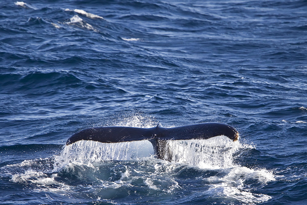 Humpback whale (Megaptera novaeangliae) breaching in the lower Gulf of California (Sea of Cortez), Baja California Sur, Mexico.