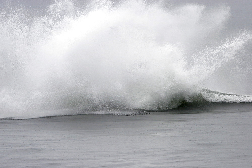 Adult Humpback Whale (Megaptera novaeangliae) breaching in Frederick Sound, Southeast Alaska, USA. Pacific Ocean.