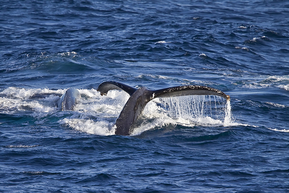 Humpback whale (Megaptera novaeangliae) breaching in the lower Gulf of California (Sea of Cortez), Baja California Sur, Mexico.