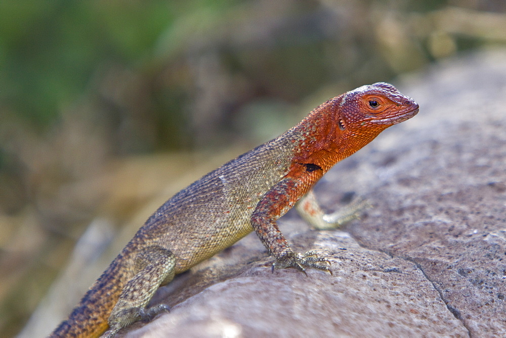 Lava lizard (Microlophus spp) in the Galapagos Island Archipeligo, Ecuador. Many of the islands within the Galapagos Island Archipeligo have their own endemic species.