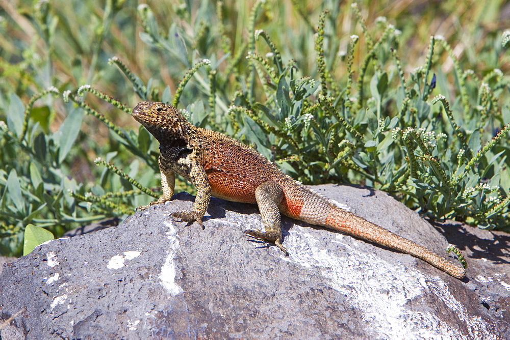 Lava lizard (Microlophus spp) in the Galapagos Island Archipeligo, Ecuador. MORE INFO: Many of the islands within the Galapagos Island Archipeligo have their own endemic species.