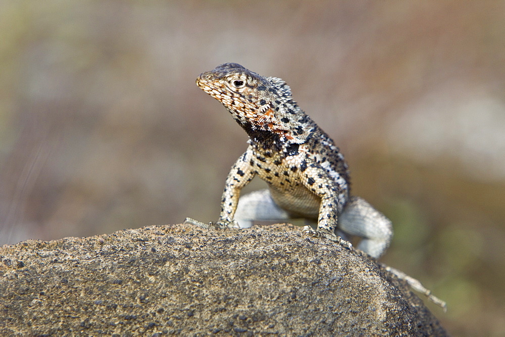 Lava lizard (Microlophus spp) in the Galapagos Island Archipeligo, Ecuador. Many of the islands within the Galapagos Island Archipeligo have their own endemic species.