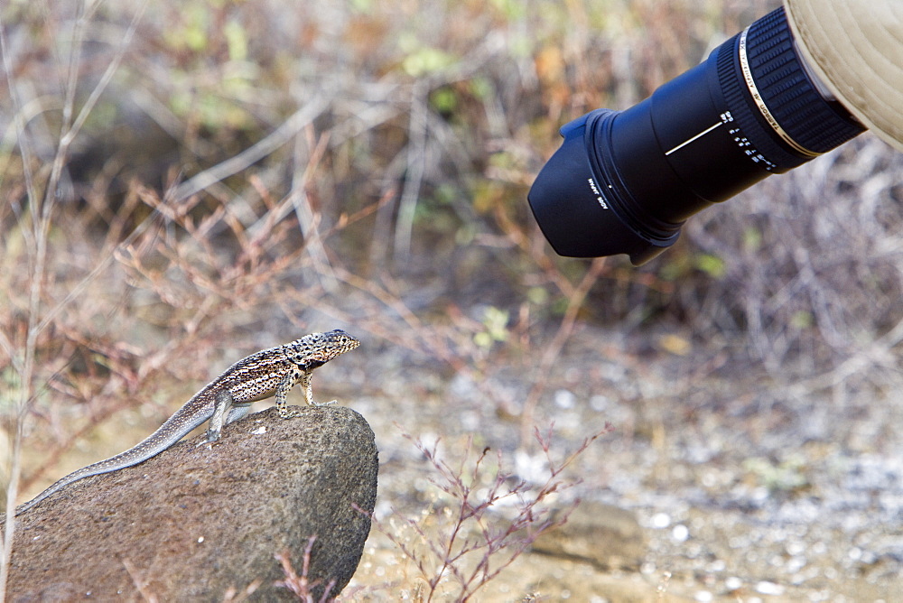 Lava lizard (Microlophus spp) in the Galapagos Island Archipeligo, Ecuador. Many of the islands within the Galapagos Island Archipeligo have their own endemic species.