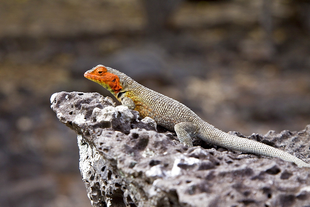 Lava lizard (Microlophus spp) in the Galapagos Island Archipeligo, Ecuador. Many of the islands within the Galapagos Island Archipeligo have their own endemic species.