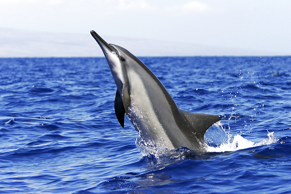 Adult Hawaiian Spinner Dolphin (Stenella longirostris) head-slapping in the AuAu Channel between Maui and Lanai, Hawaii, USA