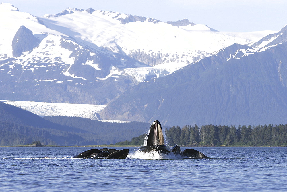 Humpback whales (Megaptera novaeangliae) co-operatively bubble-net feeding in front of Mendenhall Glacier in Stephen's Passage, Southeast Alaska, USA. Pacific Ocean.