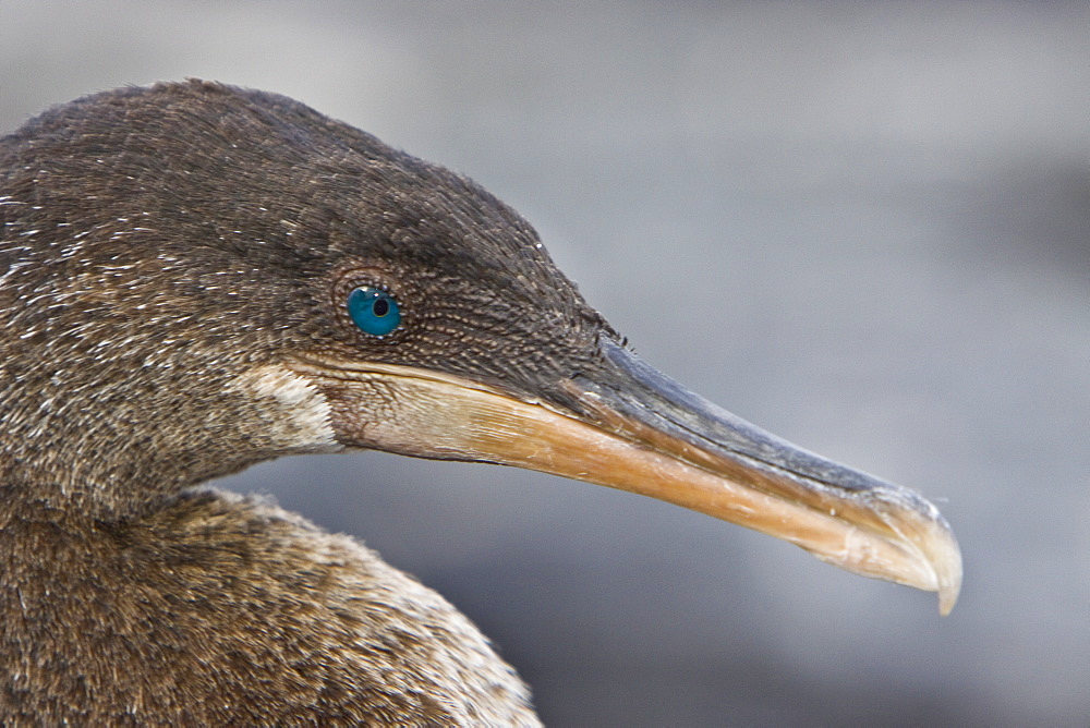 Flightless cormorant (Nannopterum harrisi) in the Galapagos Island Group, Ecuador. This Galapagos endemic cormorant has lost the ability to fly as there are no predators in the islands to prey on it.