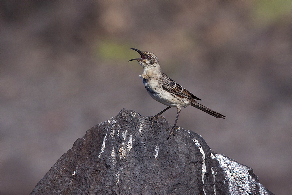 The Espanola mockingbird (Nesomimus macdonaldi) on the beach at Punta Suarez on Espanola Island in the Galapagos Island Group, Ecuador