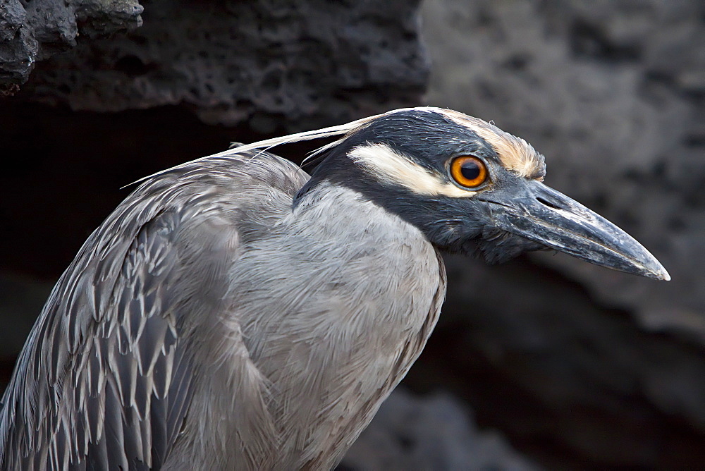 An adult Yellow-crowned night heron (Nycticorax violaceus) on  lava flow in the Galapagos Islands, Ecuador. Pacific Ocean.