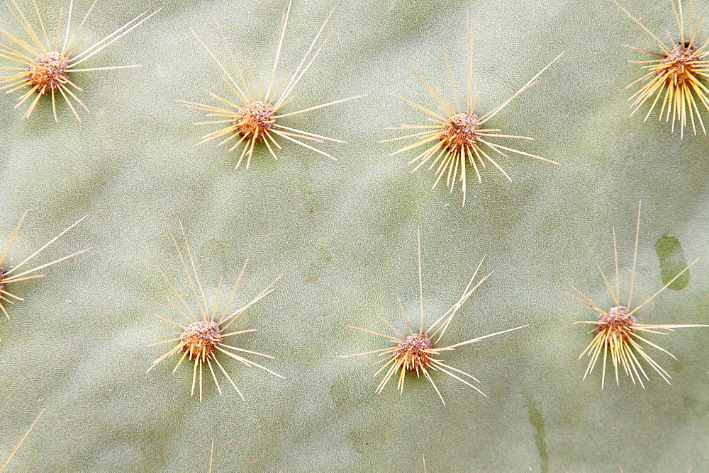 Intruiging and whimsical shapes and patterns in the giant Opuntia cactus (Opuntia echios) of the Galapagos Island Group. MORE INFO: This cacti is endemic to the Galapagos Islands.