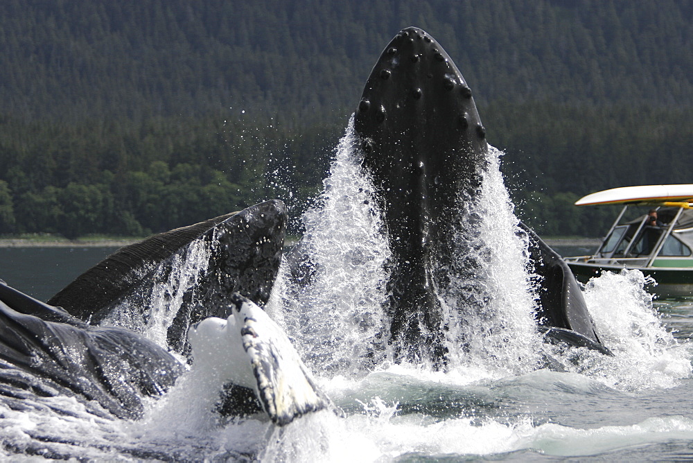 Humpback Whales (Megaptera novaeangliae) co-operatively bubble-net feeding near small whale watching boat in Stephen's Passage, Southeast Alaska, USA. Pacific Ocean.