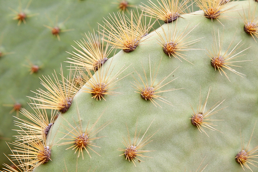 Intruiging and whimsical shapes and patterns in the giant Opuntia cactus (Opuntia echios) of the Galapagos Island Group. MORE INFO: This cacti is endemic to the Galapagos Islands.