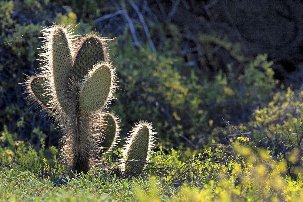 Intruiging and whimsical shapes and patterns in the giant Opuntia cactus (Opuntia echios) of the Galapagos Island Group. MORE INFO: This cacti is endemic to the Galapagos Islands.