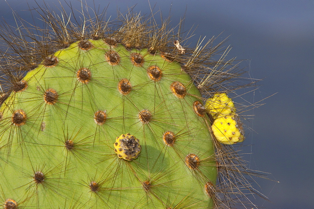 Intruiging and whimsical shapes and patterns in the giant Opuntia cactus (Opuntia echios) of the Galapagos Island Group. MORE INFO: This cacti is endemic to the Galapagos Islands.