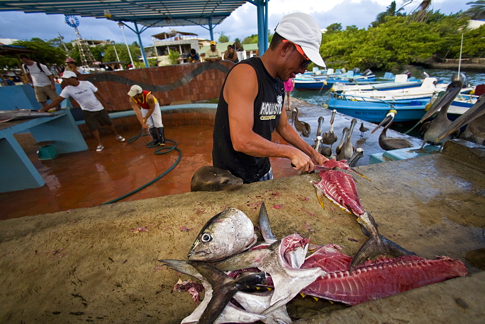 Scenes from around the small town of Puerto Ayora on Santa Cruz Island, Galapagos, Ecuador. Pacific Ocean. No model or property releases are available for this image.