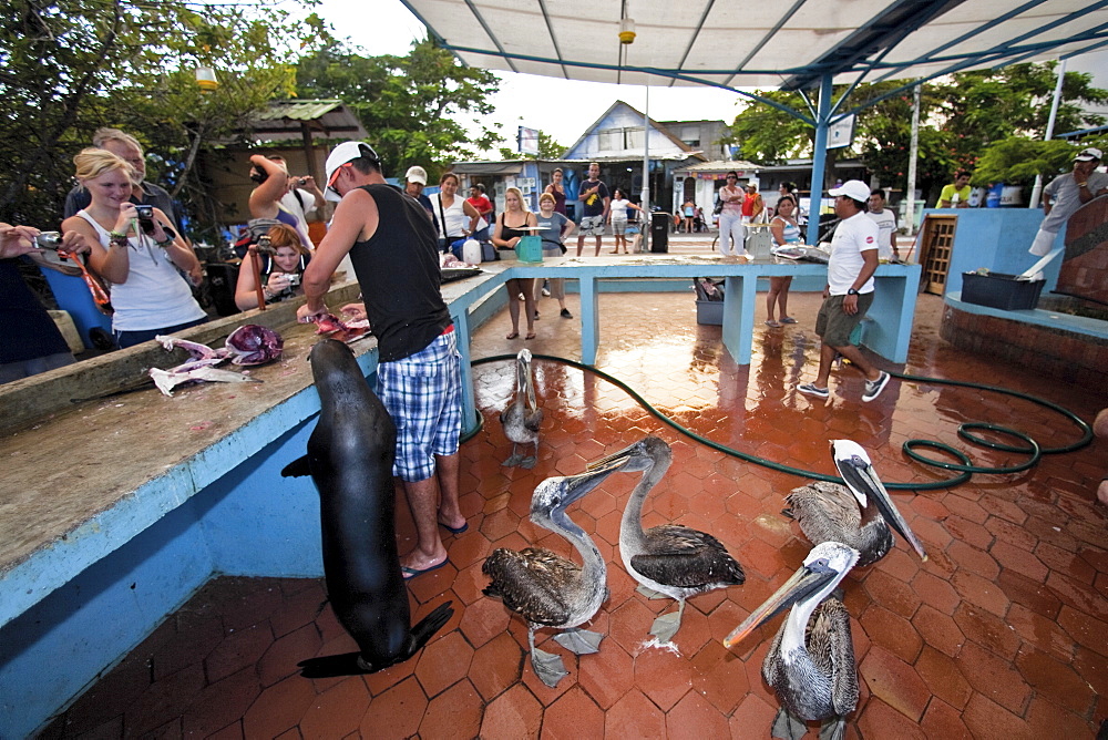 Cleaning the days catch with a Galapagos sea lion in the small town of Puerto Ayora on Santa Cruz Island, Galapagos, Ecuador. Pacific Ocean. No model or property releases are available for this image.