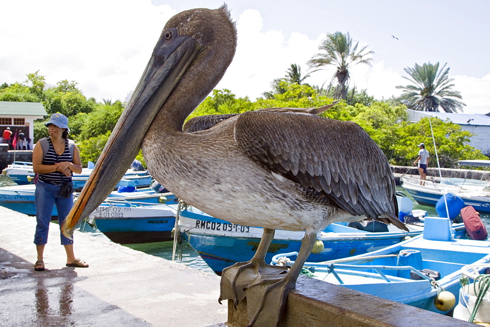 Scenes from around the small town of Puerto Ayora on Santa Cruz Island, Galapagos, Ecuador. Pacific Ocean. No model or property releases are available for this image.