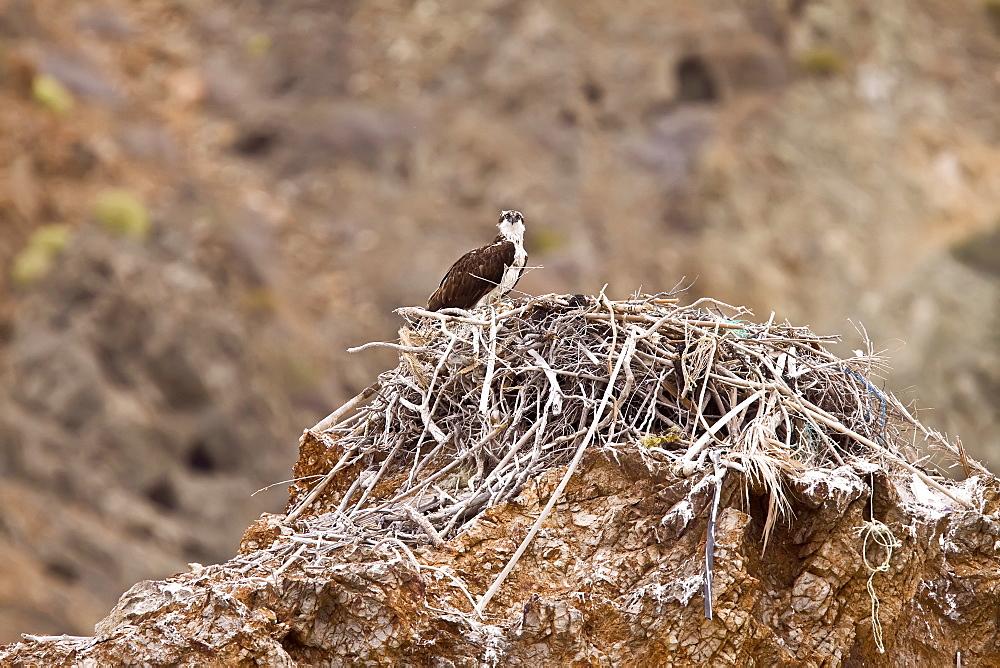 Adult osprey (Pandion haliaetus) on nest at Isla Rasa in the Gulf of California (Sea of Cortez) Baja California Sur, Mexico.