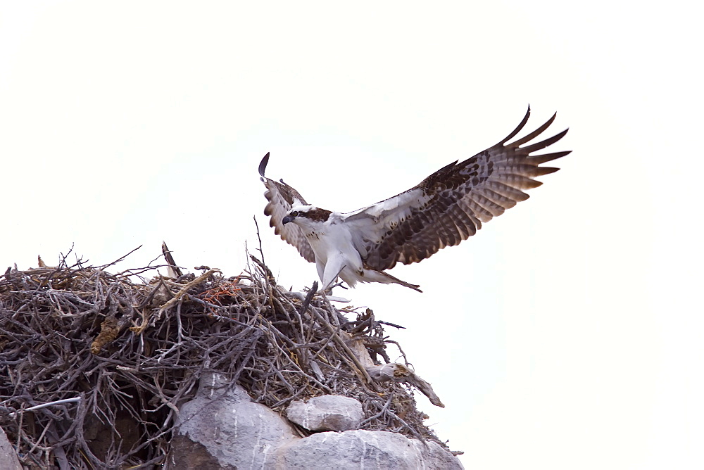 Adult osprey (Pandion haliaetus) on nest at Isla Rasa in the Gulf of California (Sea of Cortez) Baja California Sur, Mexico.