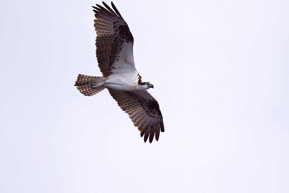 Adult osprey (Pandion haliaetus) on nest at Isla Rasa in the Gulf of California (Sea of Cortez) Baja California Sur, Mexico.