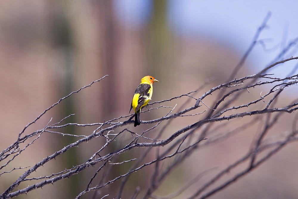 Adult male western tanager (Piranga ludoviciana) in breeding plumage on Isla San Esteban in the middle Gulf of California (Sea of Cortez), Mexico.