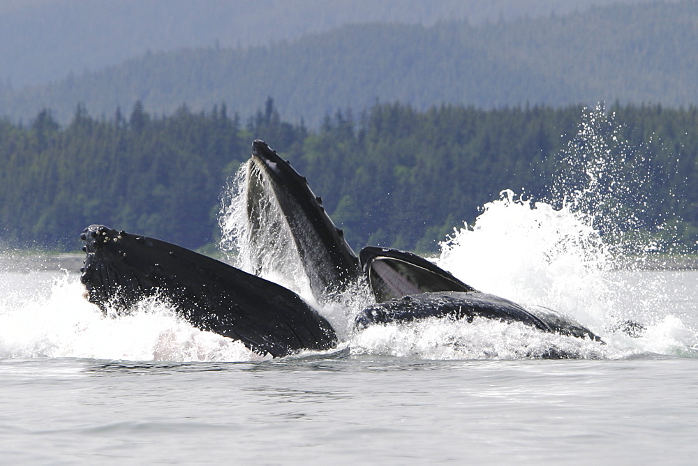 Humpback Whales (Megaptera novaeangliae) co-operatively bubble-net feeding in Stephen's Passage, Southeast Alaska, USA. Pacific Ocean.