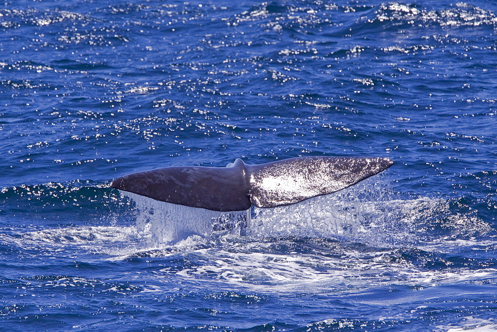 Sperm Whale (Physeter macrocephalus) surfacing in the mid-riff Island area of the Gulf of California (Sea of Cortez),  Sonora, Mexico