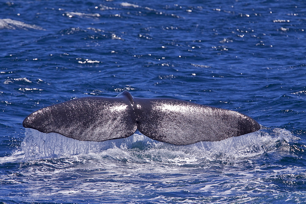 Sperm Whale (Physeter macrocephalus) surfacing in the mid-riff Island area of the Gulf of California (Sea of Cortez),  Sonora, Mexico