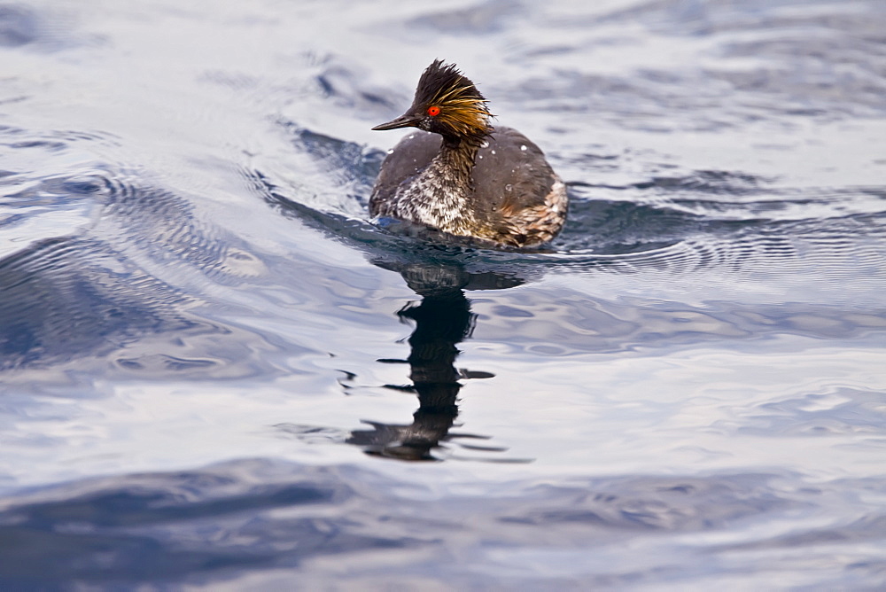 Young eared grebe (Podiceps nigricollis) fishing in a shallow bay on Isla Danzante in the lower Gulf of California (Sea of Cortez), Baja California Sur, Mexico.