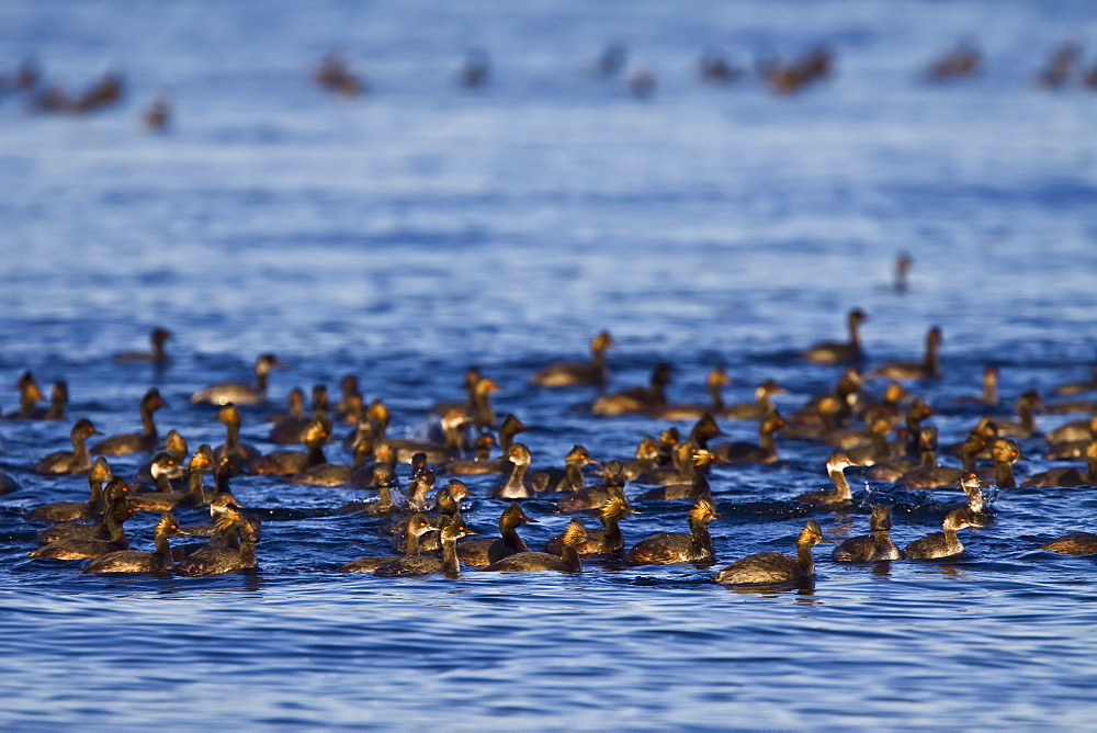 Eared grebes (Podiceps nigricollis) molting near Isla Danzante in the lower Gulf of California (Sea of Cortez), Baja California Sur, Mexico.