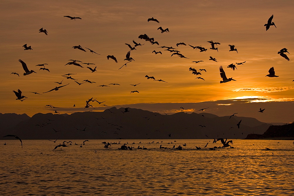 Brown pelican (Pelecanus occidentalis) in the Gulf of California (Sea of Cortez), Baja California Norte, Mexico.