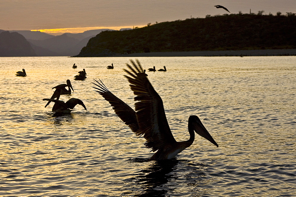 Brown pelican (Pelecanus occidentalis) in the Gulf of California (Sea of Cortez), Baja California Norte, Mexico.