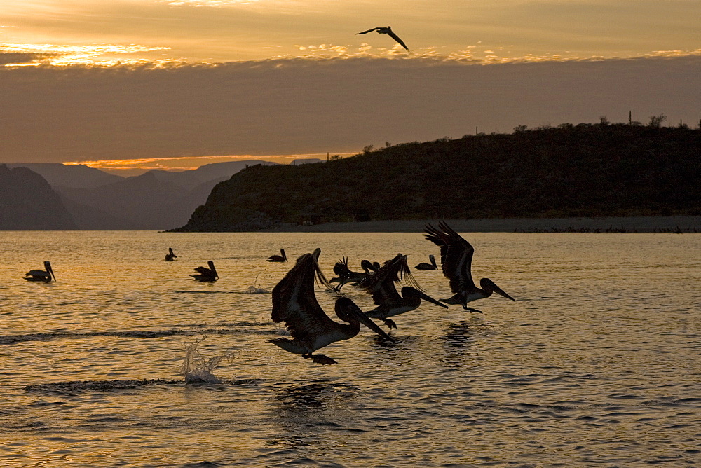 Brown pelican (Pelecanus occidentalis) in the Gulf of California (Sea of Cortez), Baja California Norte, Mexico.