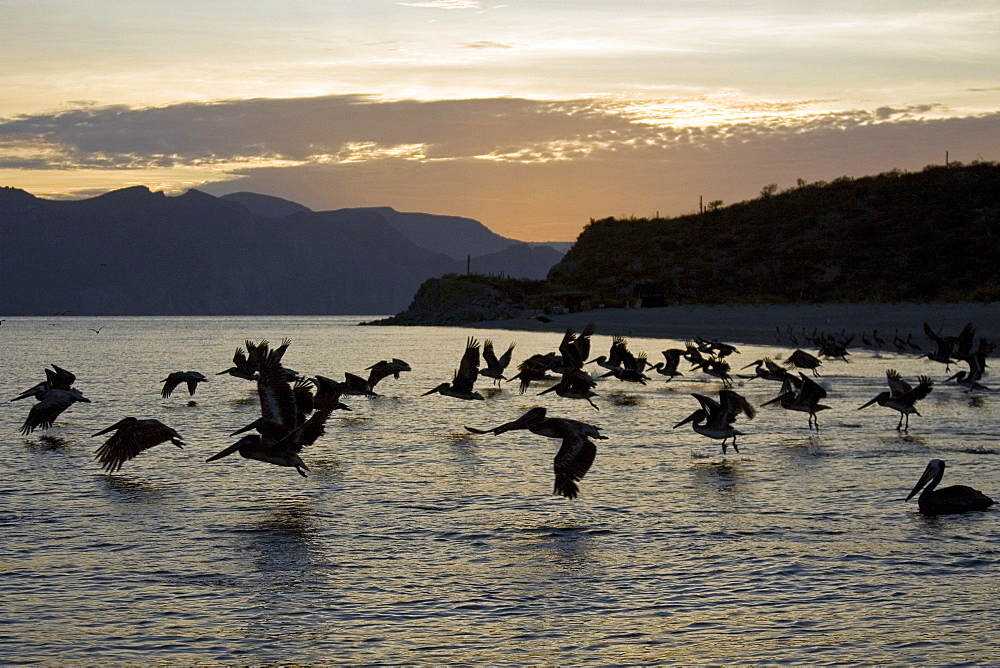 Brown pelican (Pelecanus occidentalis) in the Gulf of California (Sea of Cortez), Baja California Norte, Mexico.