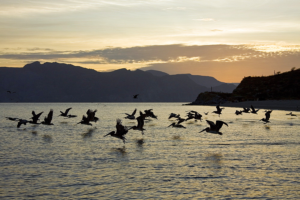 Brown pelican (Pelecanus occidentalis) in the Gulf of California (Sea of Cortez), Baja California Norte, Mexico.